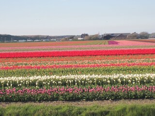 Appartamento per vacanze Julianadorp Ambiente 21