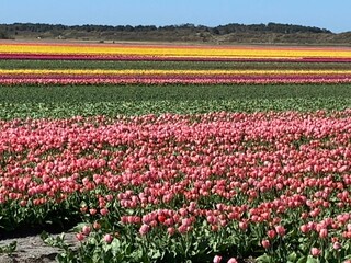 Vakantiehuis Sint Maartenszee Omgeving 23