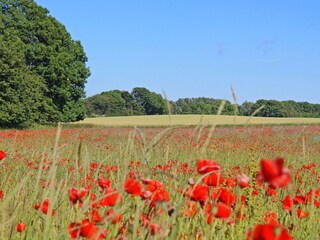 wunderschöne Rügenlandschaft