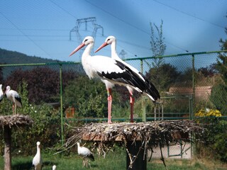Ferienhaus Elsass Umgebung 29