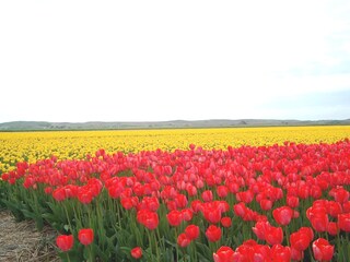 Casa per le vacanze Julianadorp Ambiente 21