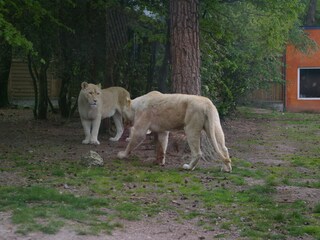 Weisse Löwen im Zoo von Jurques