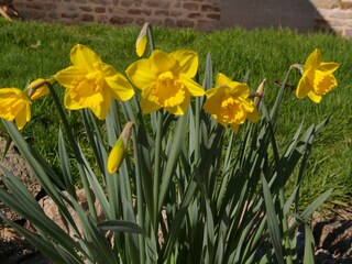 Narzissenblüte im Frühjahr