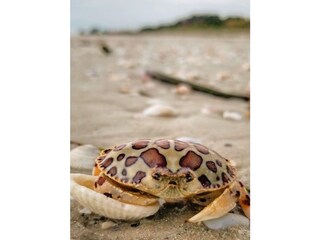 Villa Cape Coral Omgeving 33