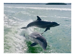 Villa Cape Coral Entorno 36