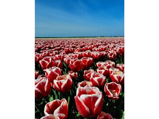 Vakantiehuis Julianadorp Omgeving 22