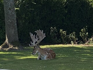 Casa per le vacanze Oostkapelle Documento 45
