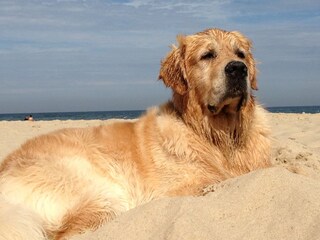 Vakantiehuis Oostkapelle Omgeving 35