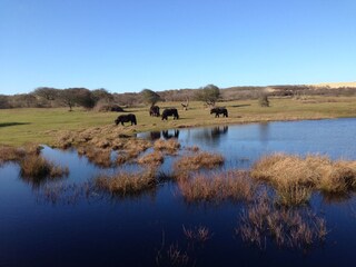 Vakantiehuis Oostkapelle Omgeving 28