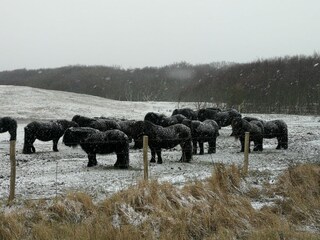 Casa per le vacanze Oostkapelle Pianta del piano 41