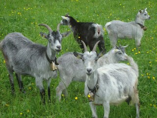 Appartamento per vacanze Andelsbuch Registrazione all'aperto 5