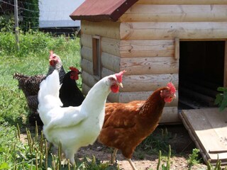 Appartamento per vacanze Hirschegg im Kleinwalsertal Ambiente 13