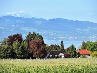 TraumBlick FEwo D Midsummer