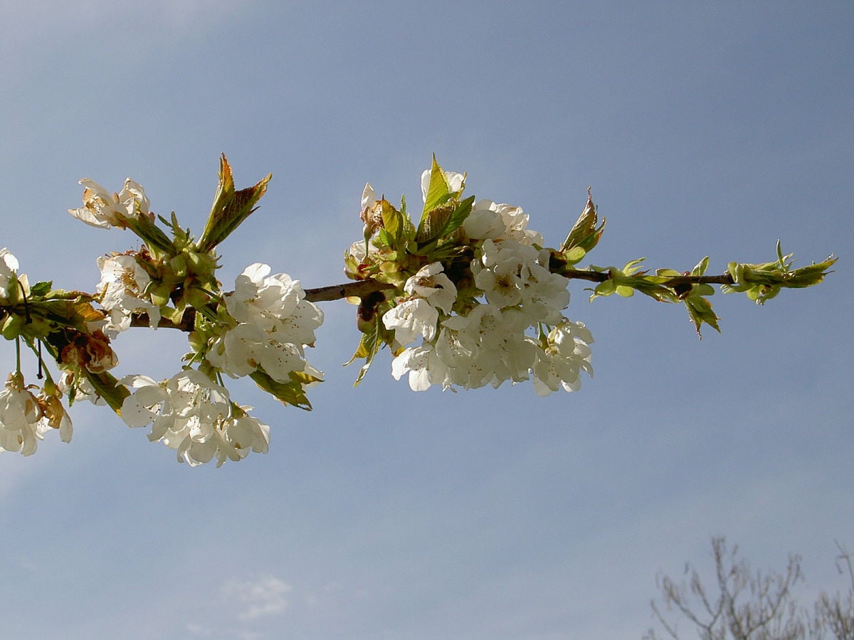 Kirschbaumblüte im Frühjahr