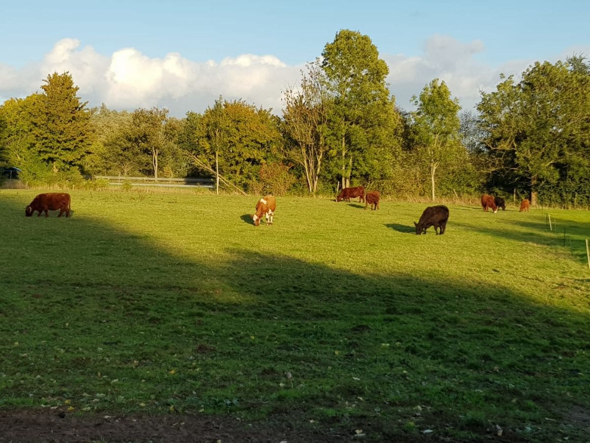 Idylle hinter dem Haus