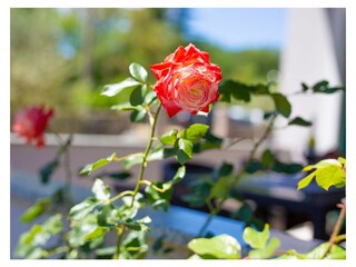 Villa Kras Environnement 36