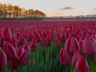 Tulpenfelder im Egmond