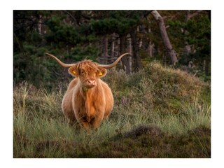 Appartamento per vacanze Egmond aan Zee Ambiente 33