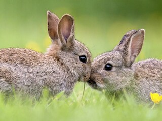 Appartamento per vacanze Egmond aan Zee Ambiente 33