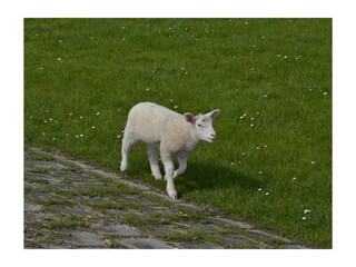 Appartement de vacances Dangast Environnement 22