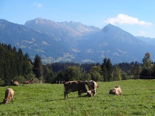 Holiday apartment Bolsterlang Environment 25