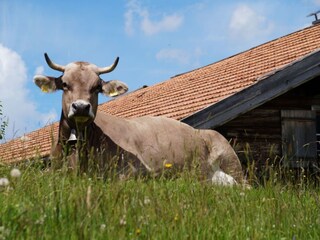 Holiday apartment Bolsterlang Environment 18