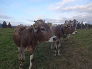 Holiday apartment Bolsterlang Environment 20