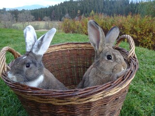 Holiday apartment Bolsterlang Environment 21