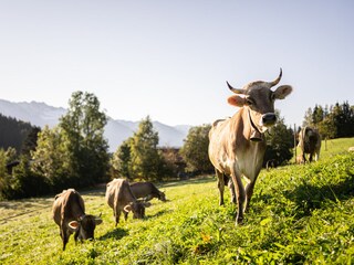 Holiday apartment Bolsterlang Outdoor Recording 8