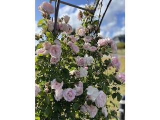 Rosenbogen vor dem Haus