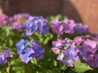 Hortensien vor dem Haus
