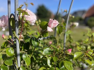 Rosenbogen vor dem Haus