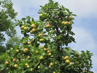 Appartamento per vacanze Süllwarden Registrazione all'aperto 18