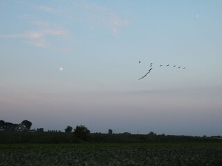 Blick aus dem Garten