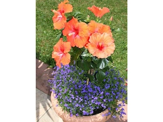 Blumentopf