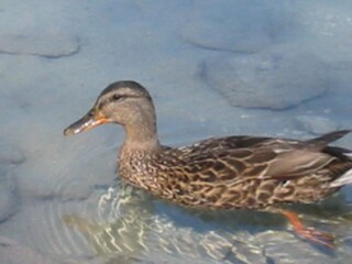 Ente am Eibsee