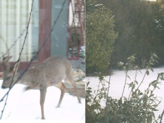 Besuch im Garten im Winter