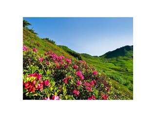 Holiday apartment Au in Vorarlberg Environment 26