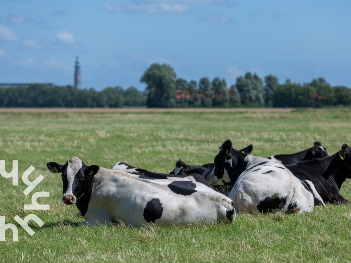 Ferienwohnung Grijpskerke Umgebung 12