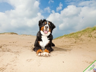 Brave Hunde erlaubt