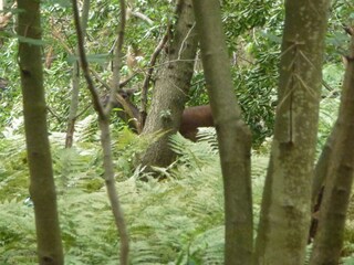 Casa per le vacanze Domburg Ambiente 20
