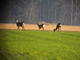 Holiday apartment Suderburg Environment 20