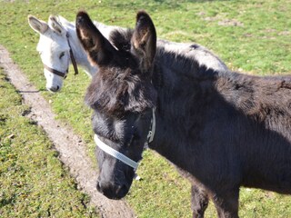 Egon und Lilly