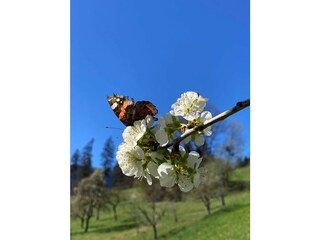 Appartamento per vacanze Hippach Ambiente 24