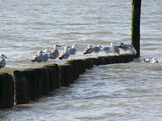 Appartamento per vacanze Nieuwvliet Ambiente 20