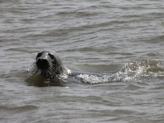Appartamento per vacanze Nieuwvliet Ambiente 21