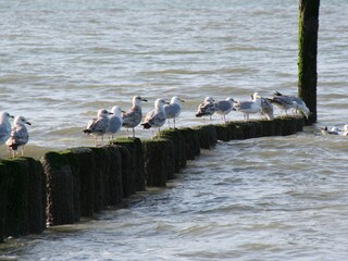 Appartamento per vacanze Nieuwvliet Ambiente 22