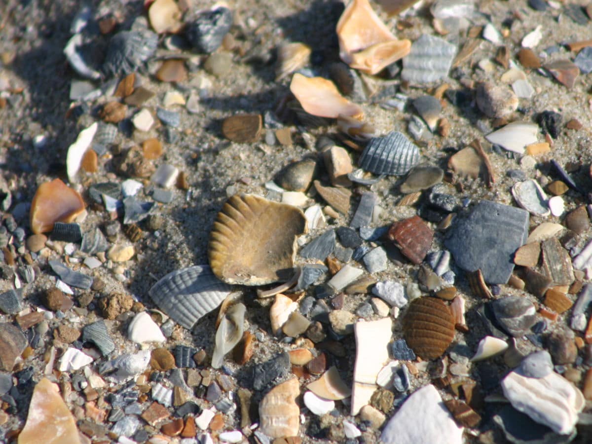 Muscheln sammeln