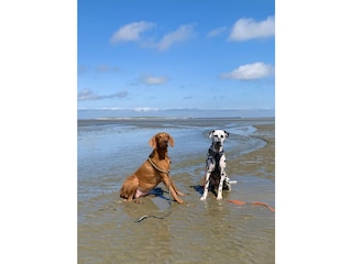 Hunde im Watt