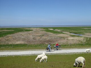 Radtour vor dem Deich mit Blick auf die Inseln.